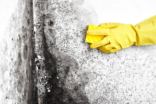 Best Certified Mold Removal  in South Glens Falls, NY