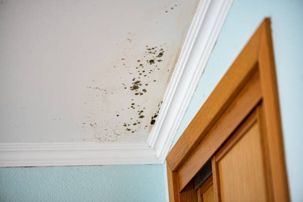 Best Local Mold Removal Service  in South Glens Falls, NY