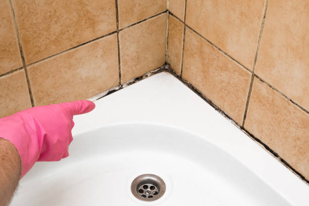 Professional Mold Removal in South Glens Falls, NY