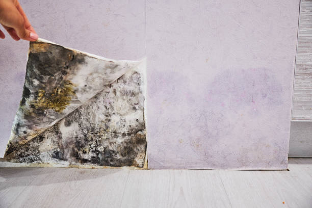 Best Fast Mold Removal  in South Glens Falls, NY